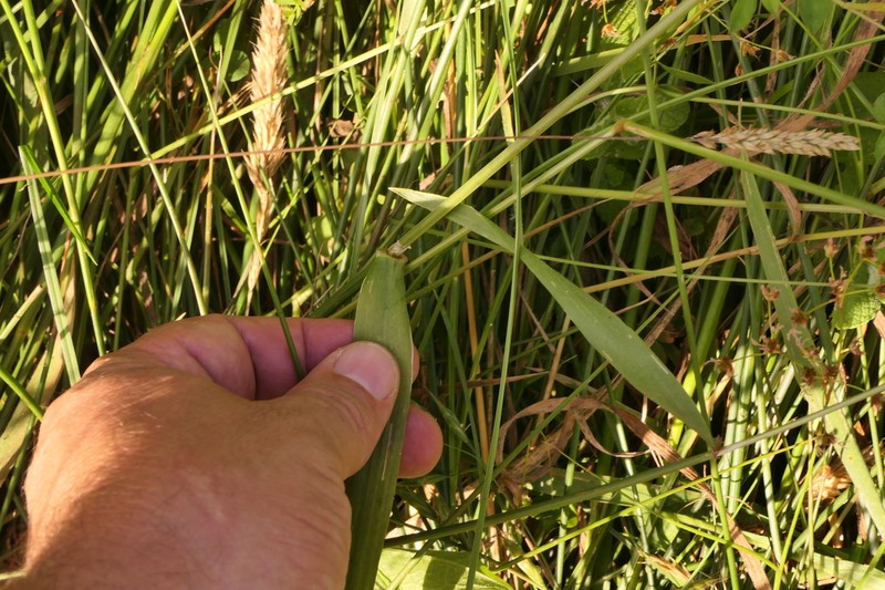 Anthoxanthum amarum photo 8