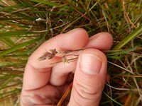 Arctic Sweetgrass