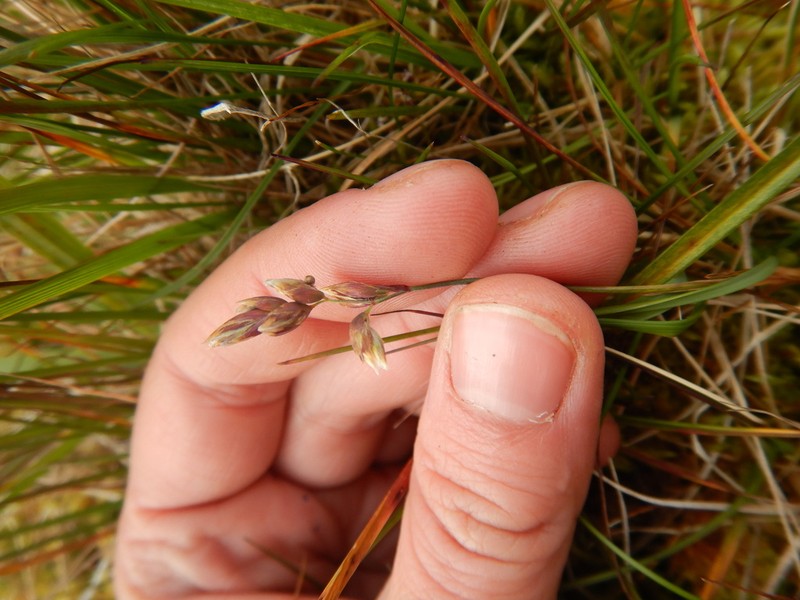 Arctic Sweetgrass