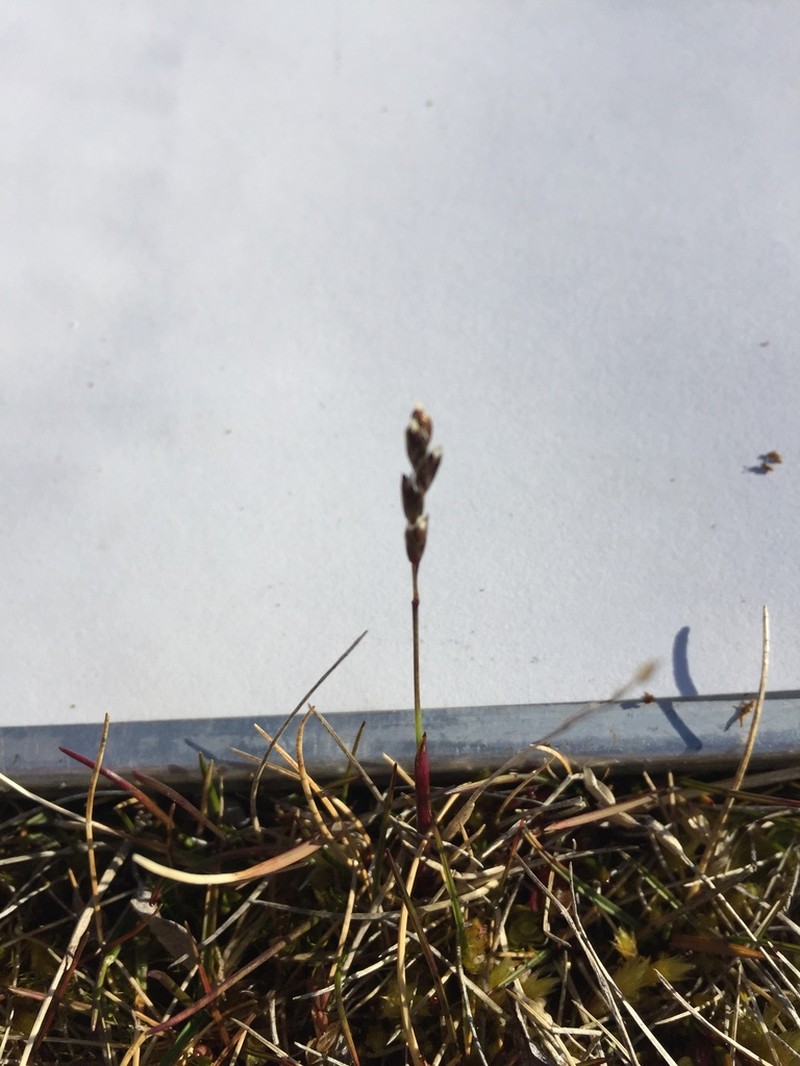 Arctic Sweetgrass photo 2