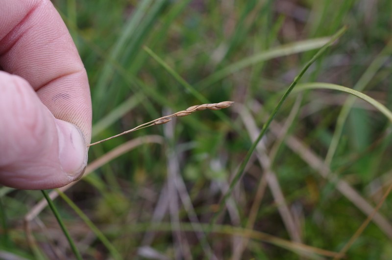 Arctic Sweetgrass photo 3