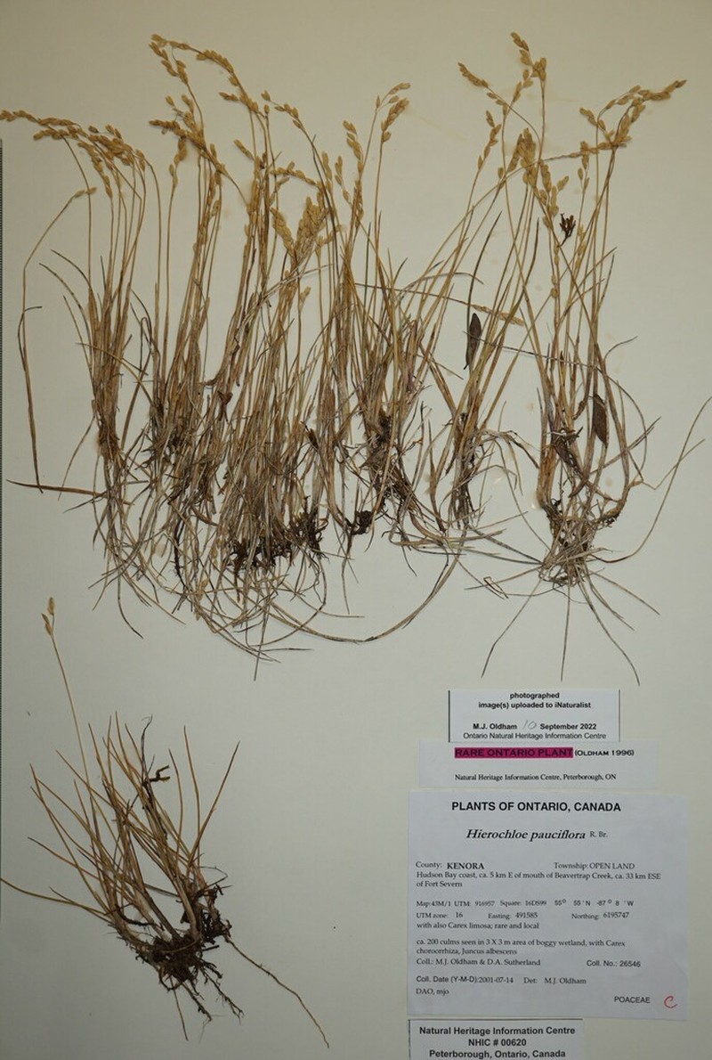 Arctic Sweetgrass photo 4