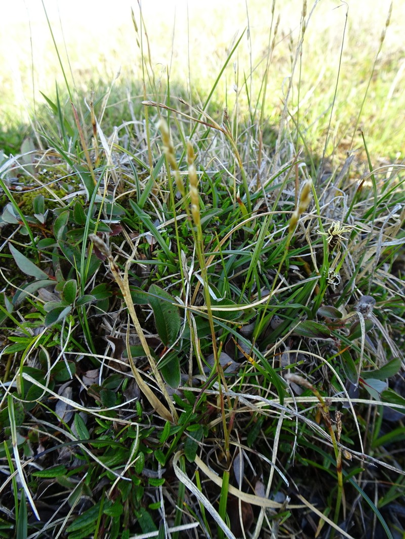 Arctic Sweetgrass photo 5