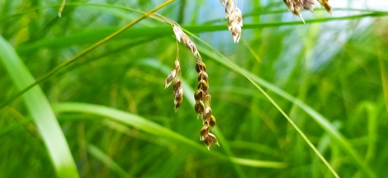 Arctic Sweetgrass photo 6