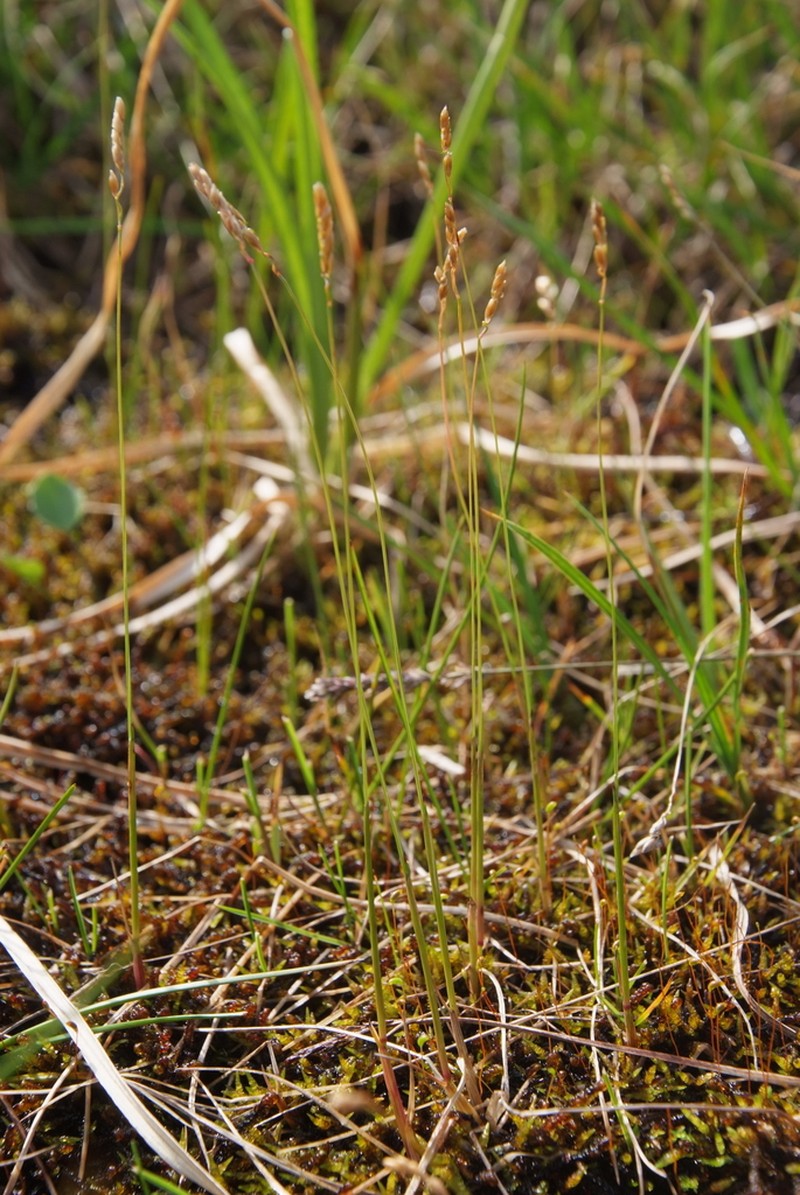 Arctic Sweetgrass photo 7