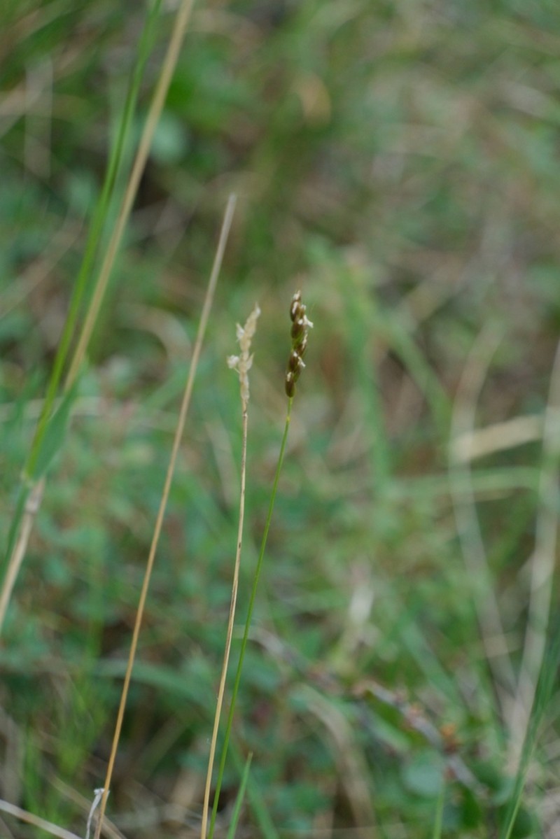 Arctic Sweetgrass photo 8