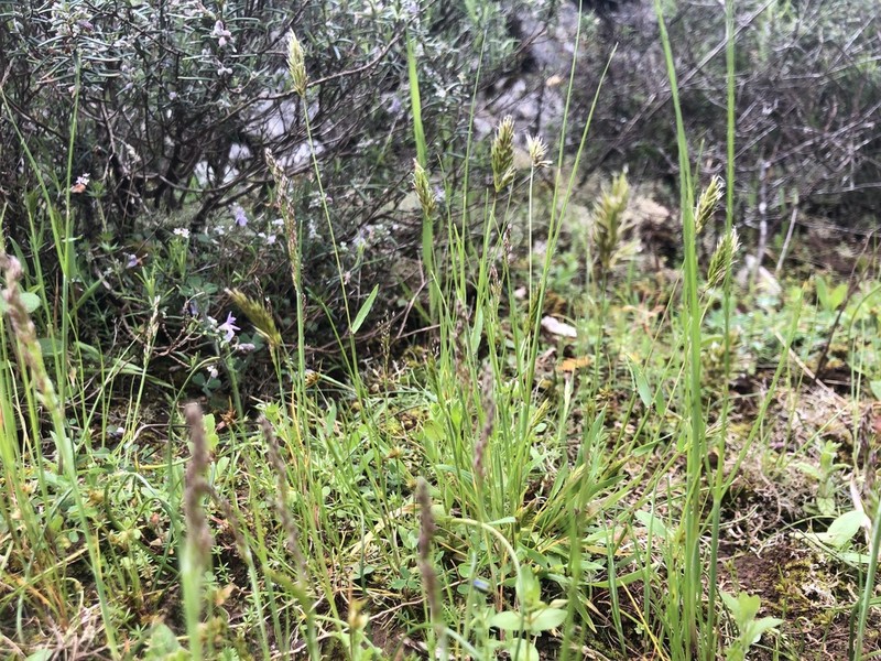 Annual Vernalgrass photo 2