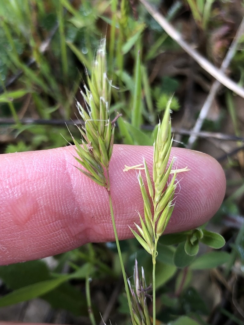 Annual Vernalgrass photo 3