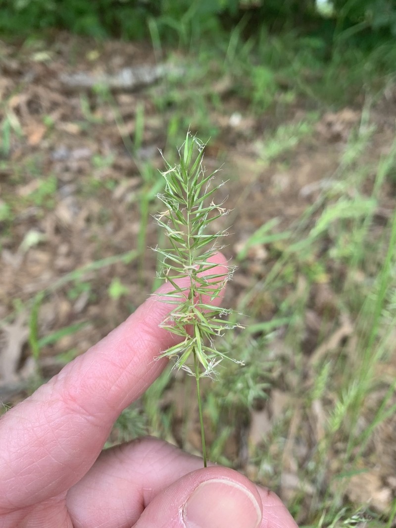 Annual Vernalgrass photo 4