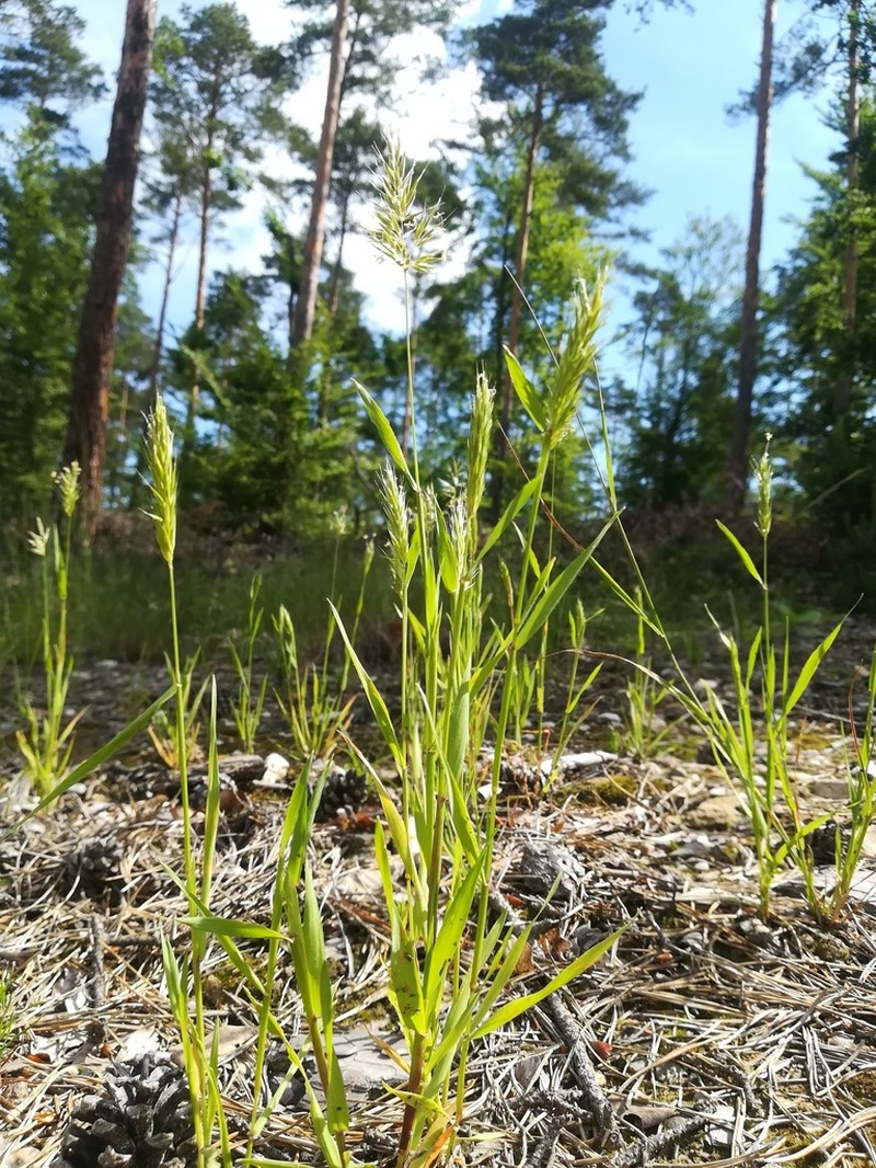Annual Vernalgrass photo 5