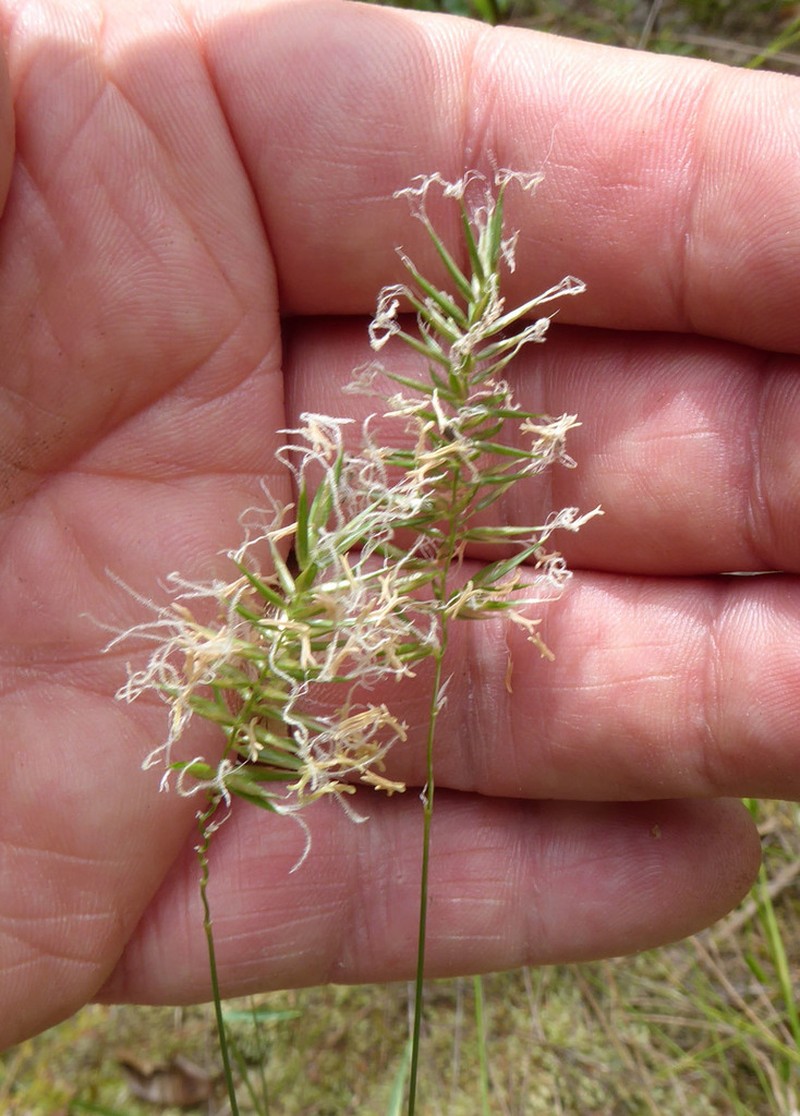 Annual Vernalgrass photo 6