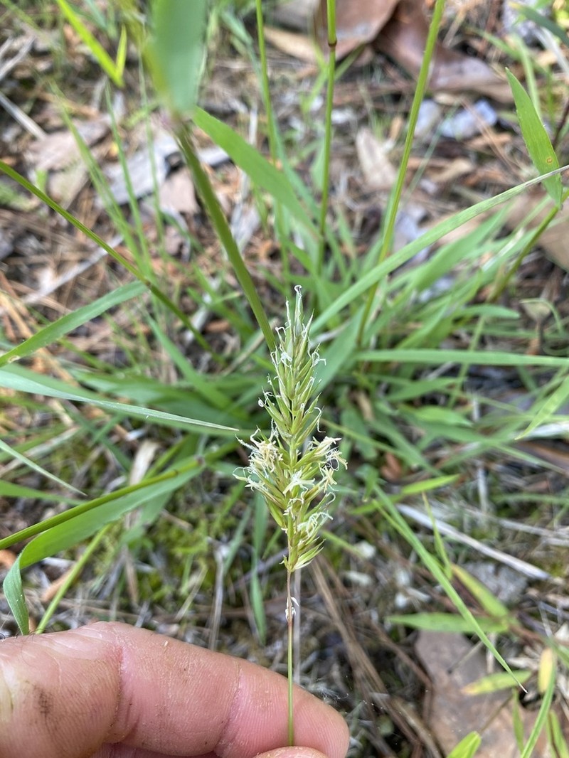 Annual Vernalgrass photo 7