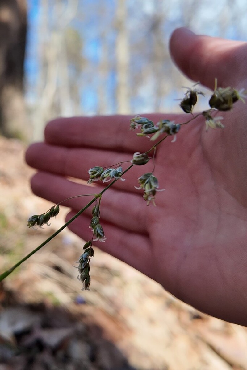 Anthoxanthum australe