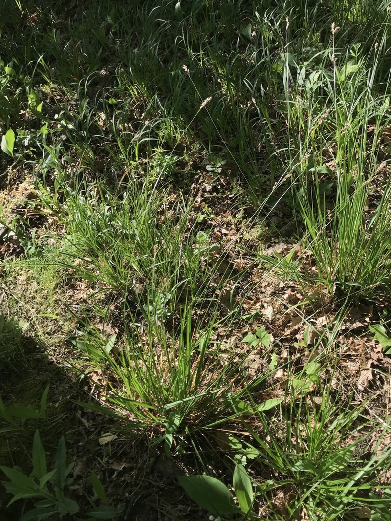 Anthoxanthum australe photo 2