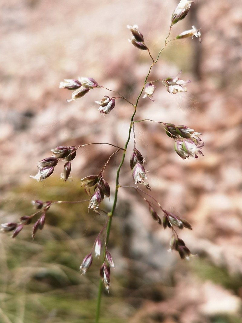 Anthoxanthum australe photo 3