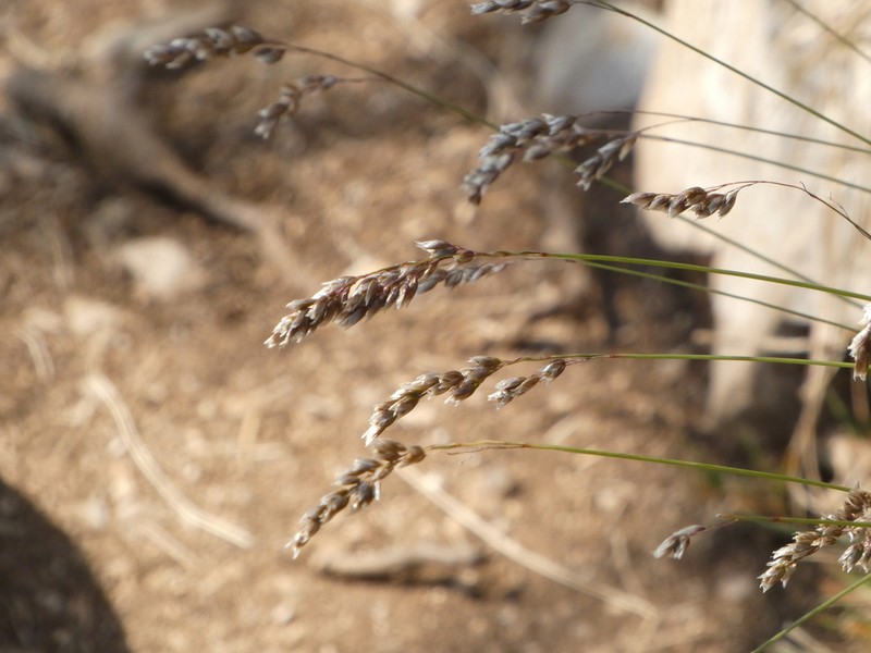 Anthoxanthum australe photo 4