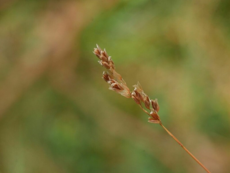 Anthoxanthum australe photo 5