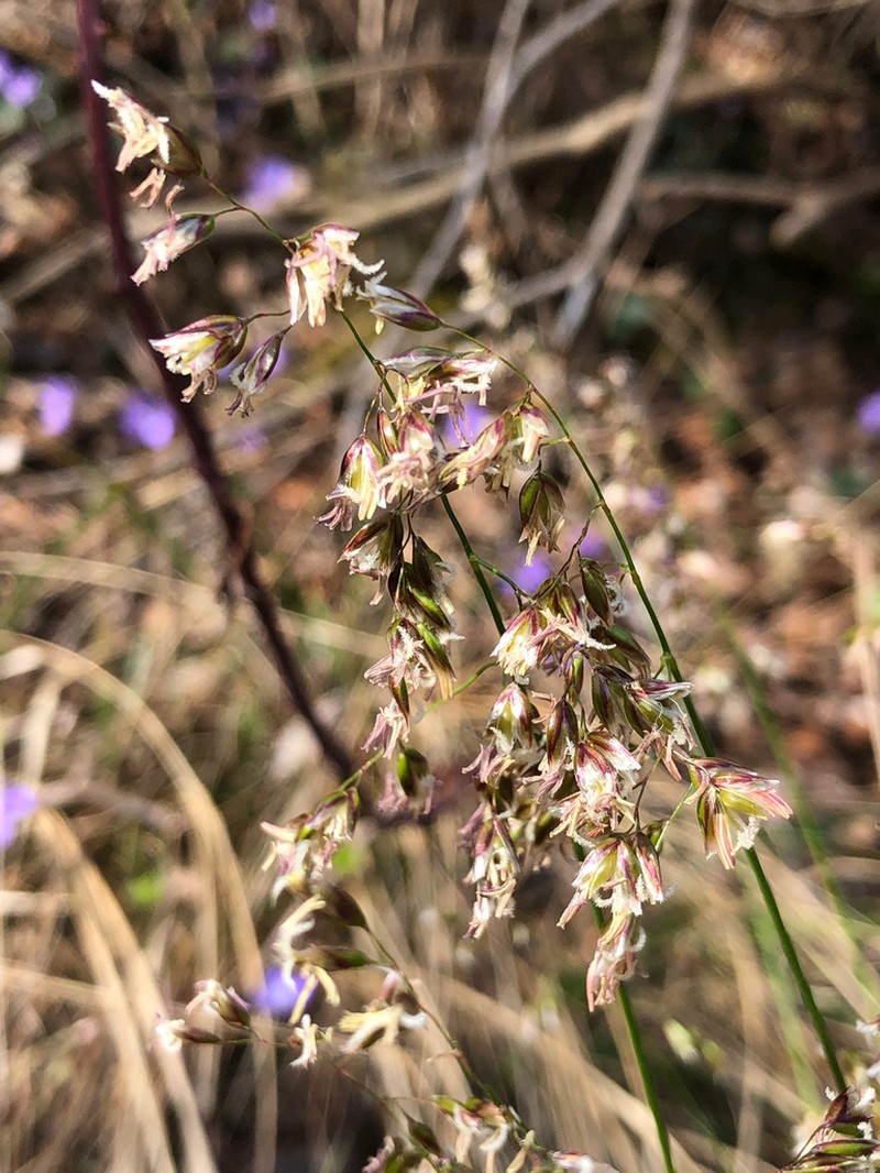 Anthoxanthum australe photo 6