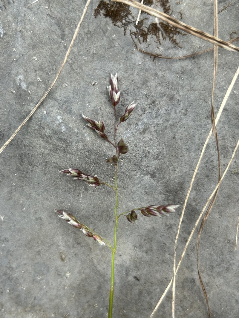 Anthoxanthum australe photo 7