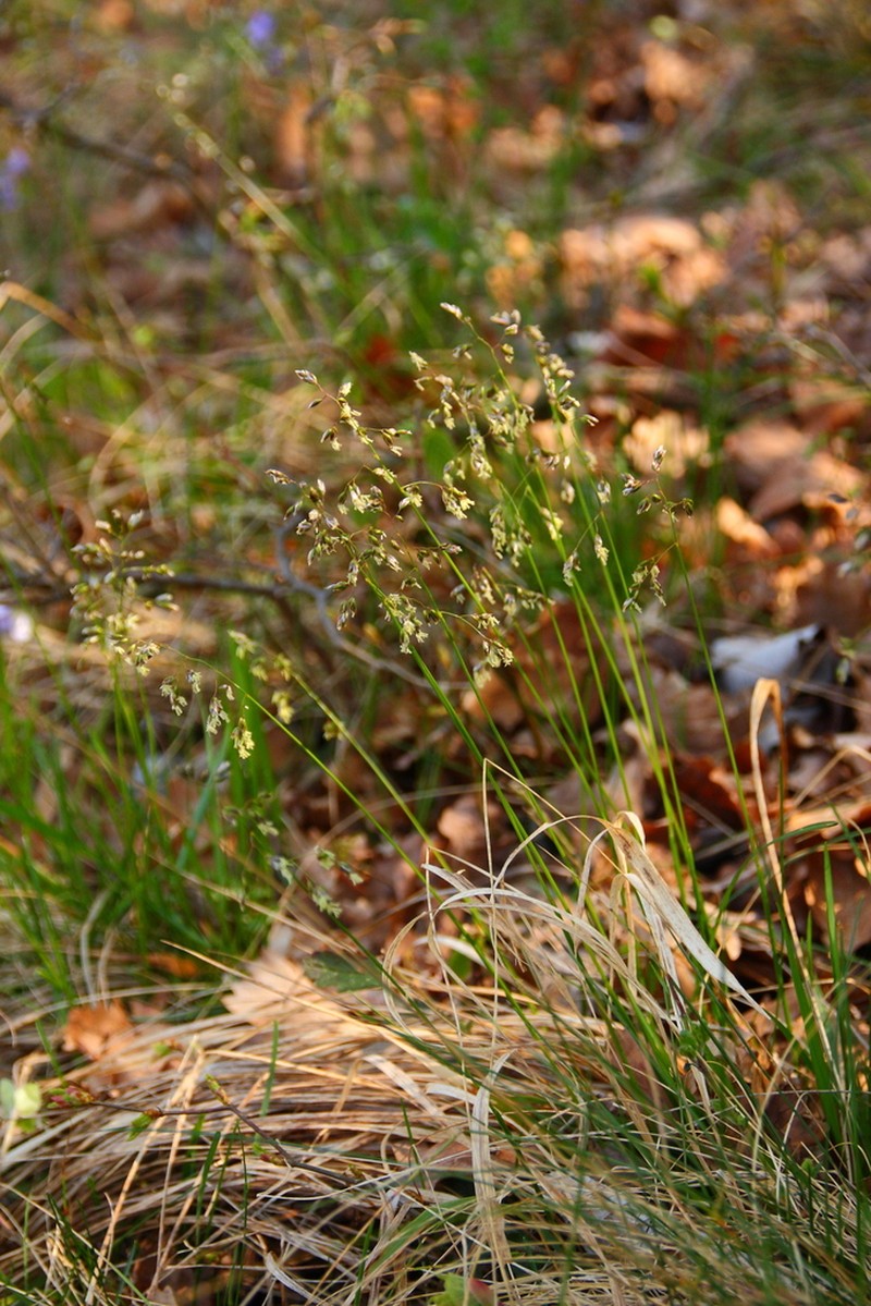 Anthoxanthum australe photo 8