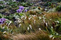 Anthoxanthum brunonis