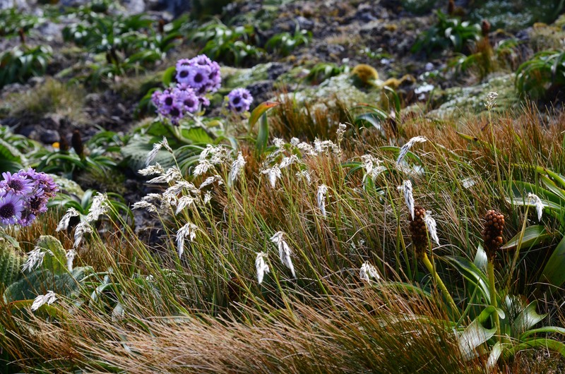 Anthoxanthum brunonis