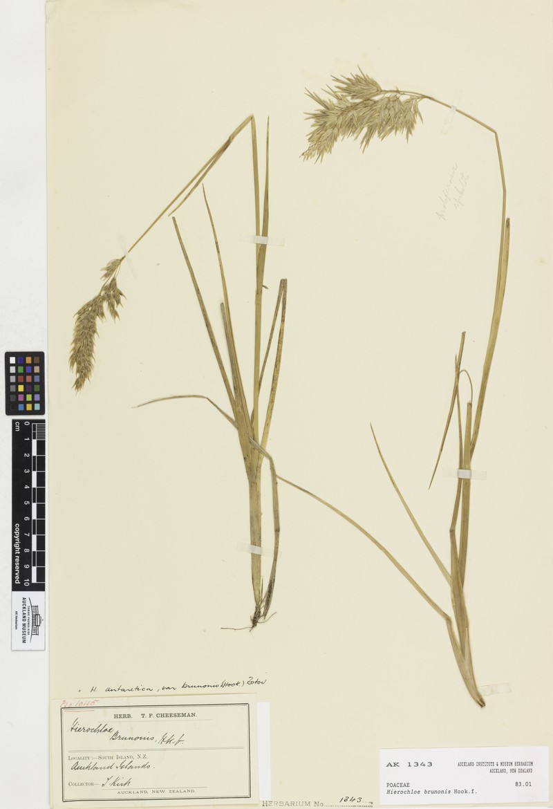 Anthoxanthum brunonis photo 2
