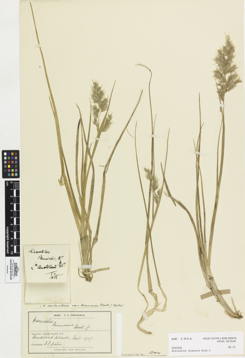 Anthoxanthum brunonis photo 3