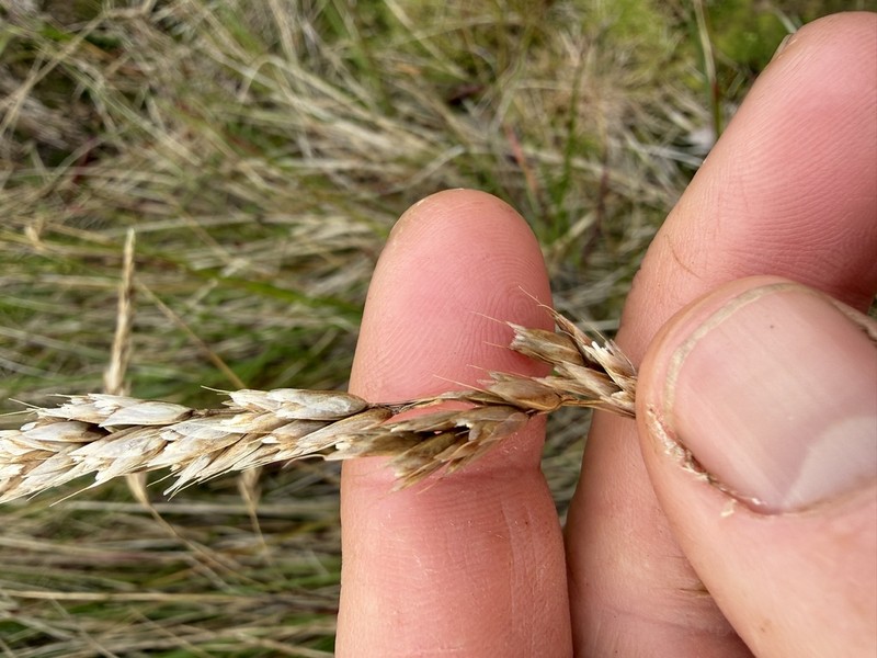 Anthoxanthum brunonis photo 5