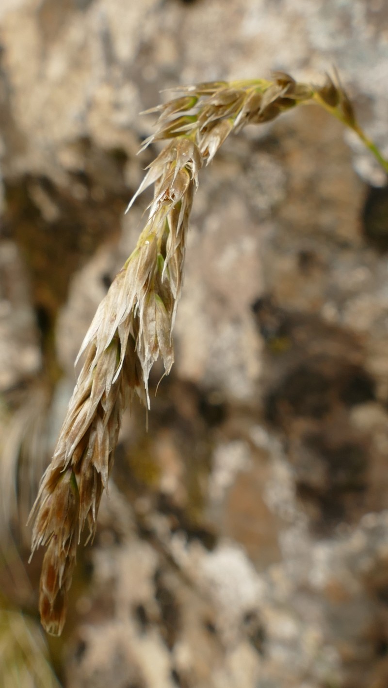 Anthoxanthum brunonis photo 6