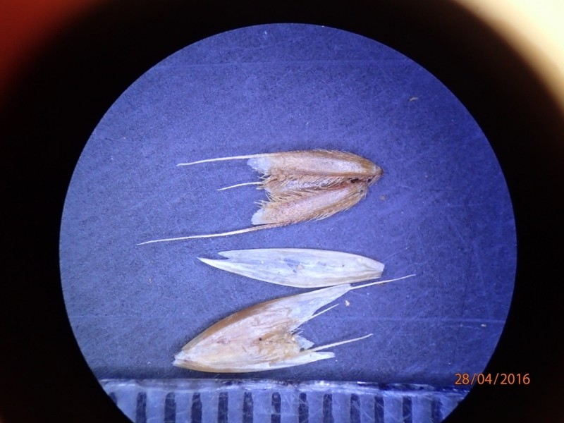 Anthoxanthum cupreum photo 2
