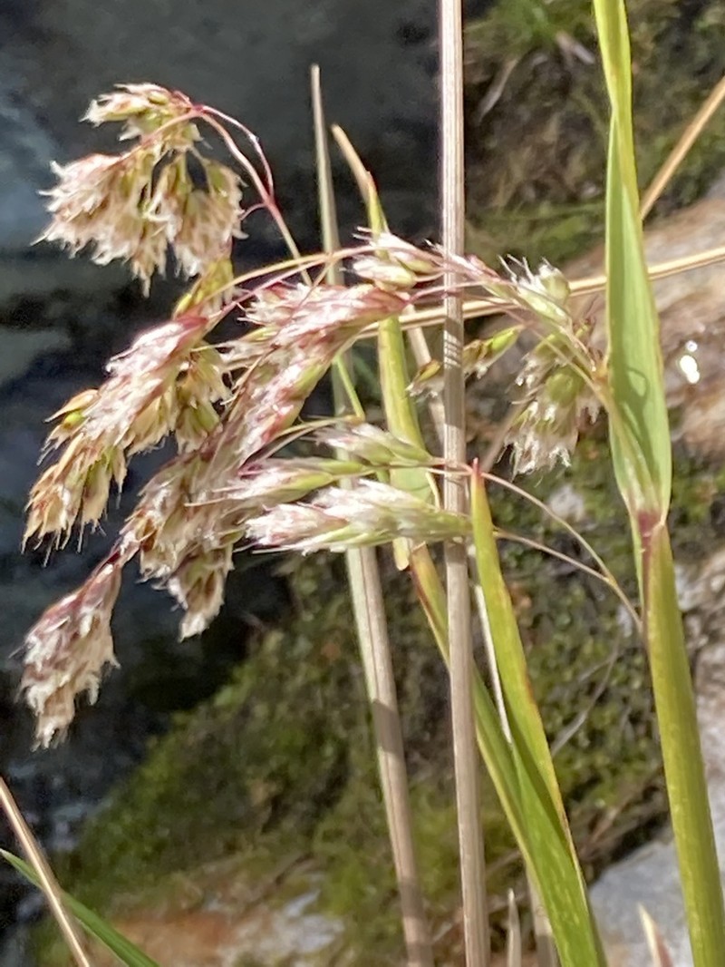 Anthoxanthum cupreum photo 3