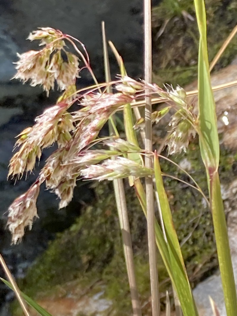 Anthoxanthum cupreum photo 4