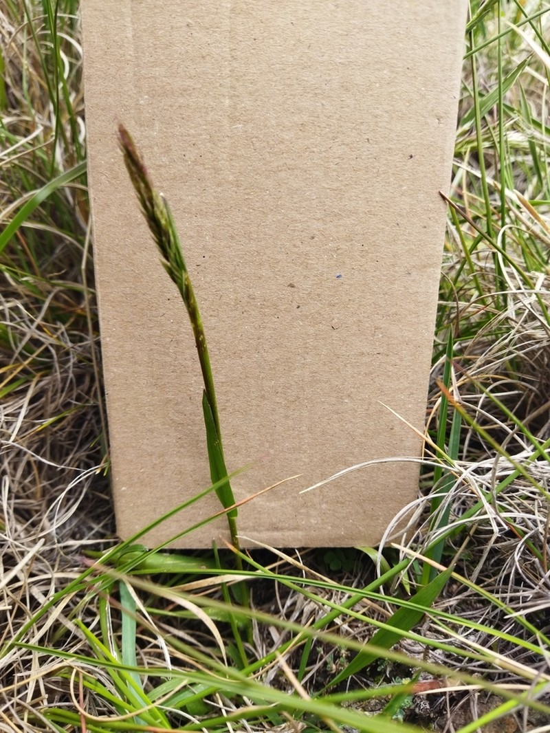 Anthoxanthum ecklonii
