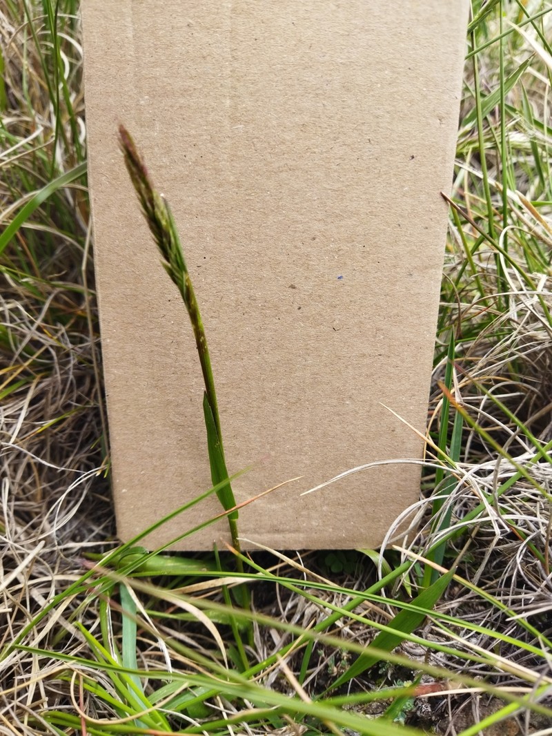 Anthoxanthum ecklonii photo 3