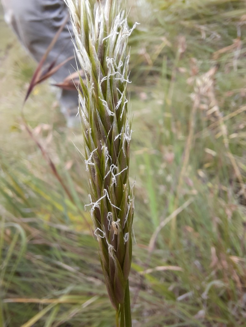 Anthoxanthum ecklonii photo 4