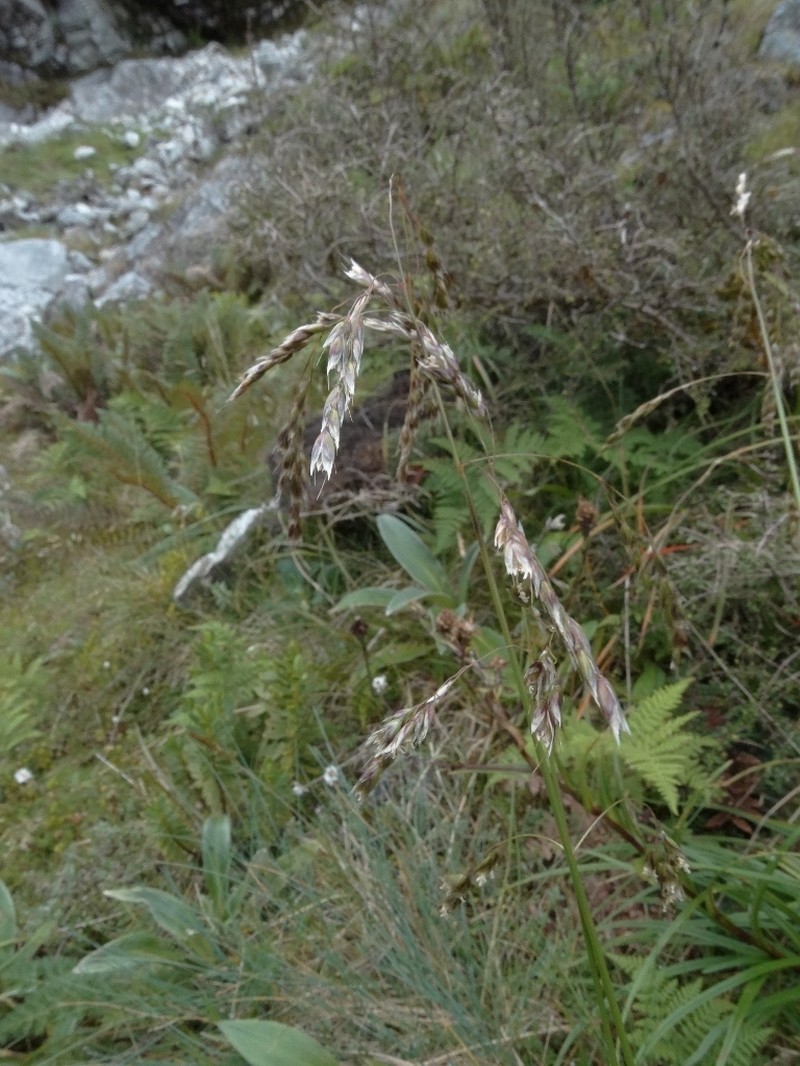 Anthoxanthum equisetum photo 3