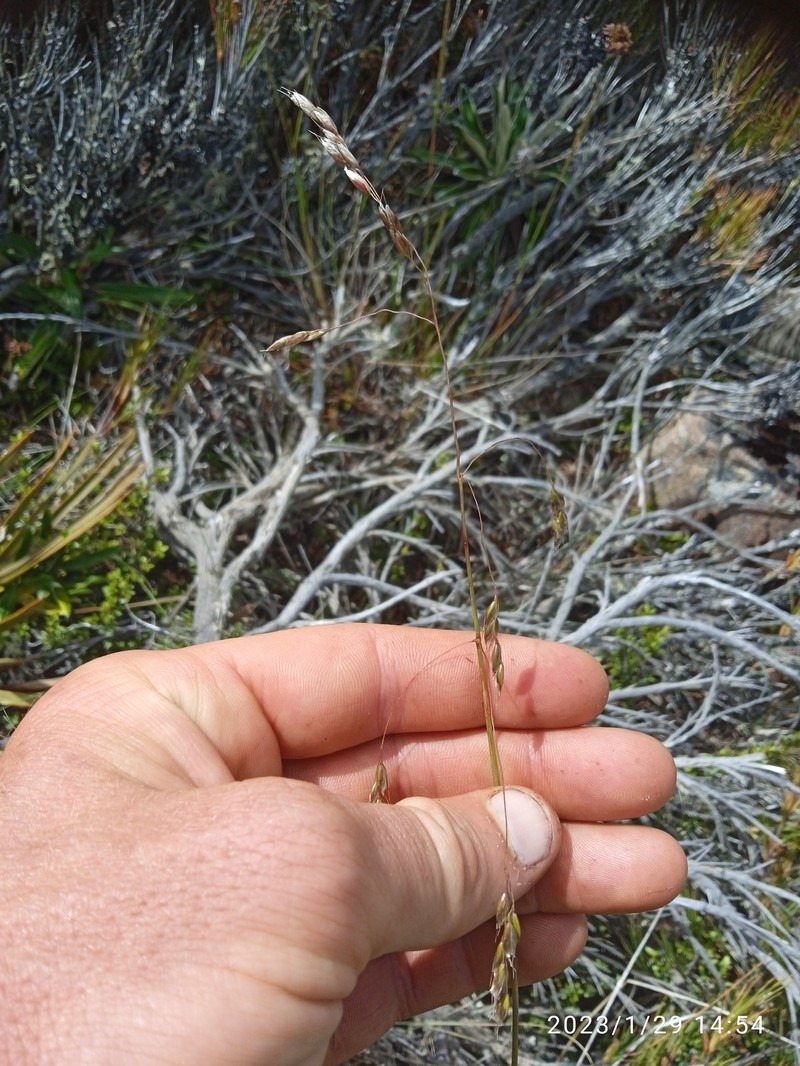 Anthoxanthum equisetum photo 4