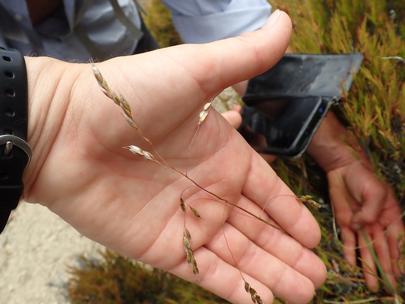 Anthoxanthum equisetum photo 5