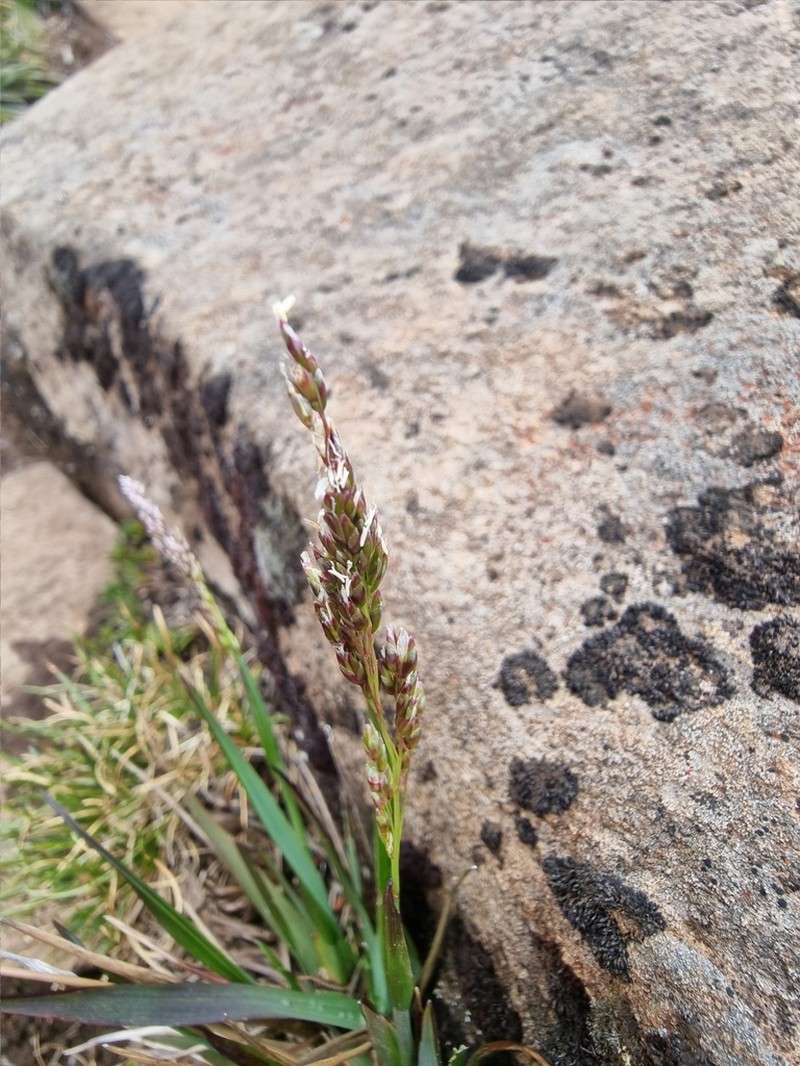 Anthoxanthum fraseri