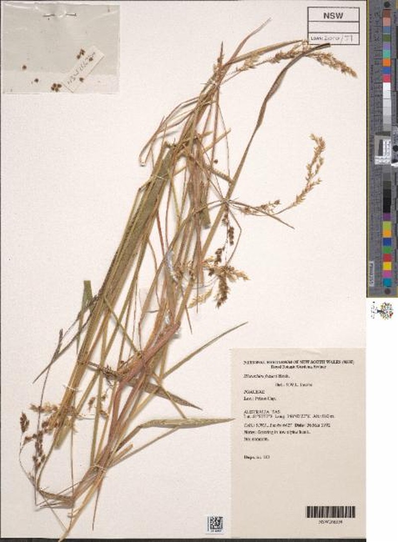 Anthoxanthum fraseri photo 2