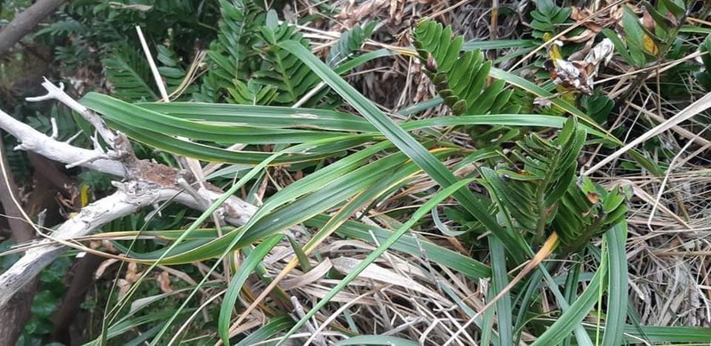 Anthoxanthum fuscum