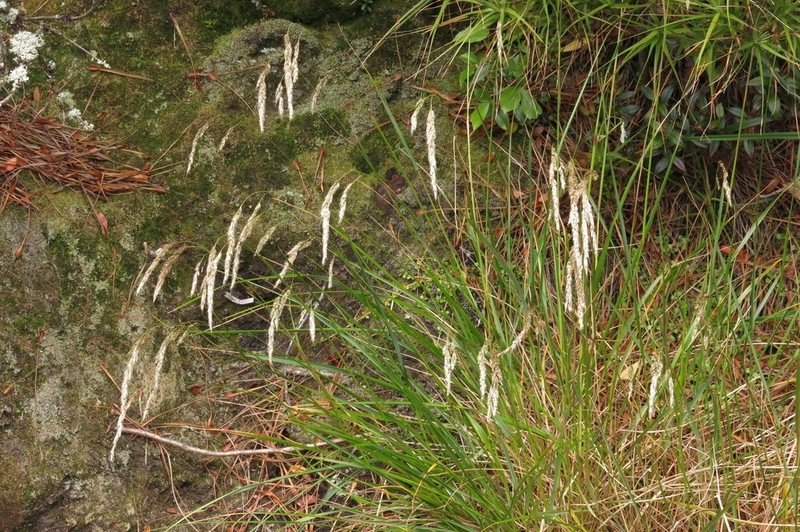 Anthoxanthum fuscum photo 2