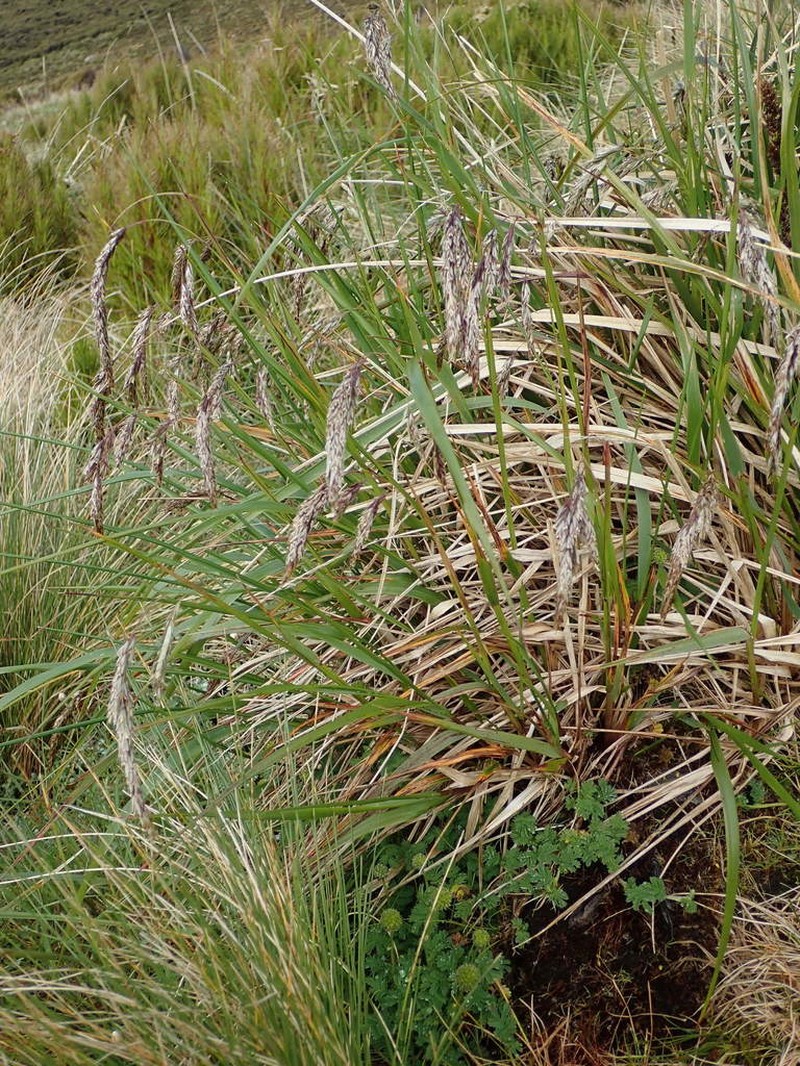 Anthoxanthum fuscum photo 3