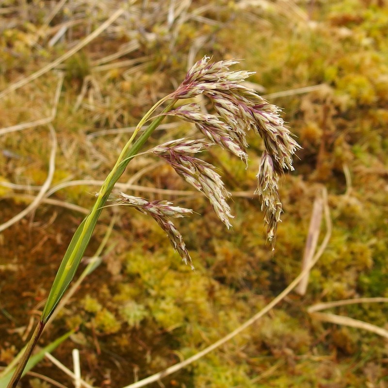 Anthoxanthum fuscum photo 4
