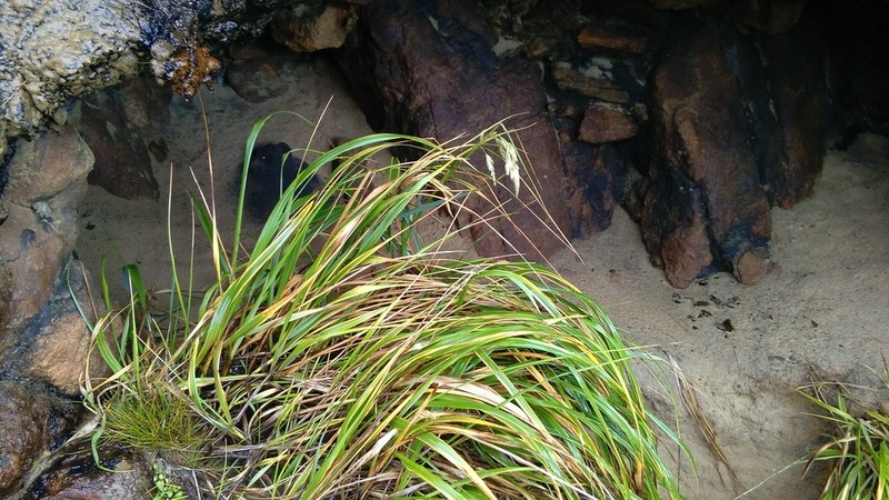 Anthoxanthum fuscum photo 5