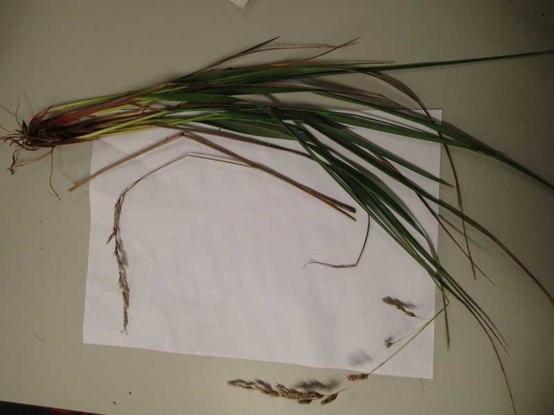 Anthoxanthum fuscum photo 7