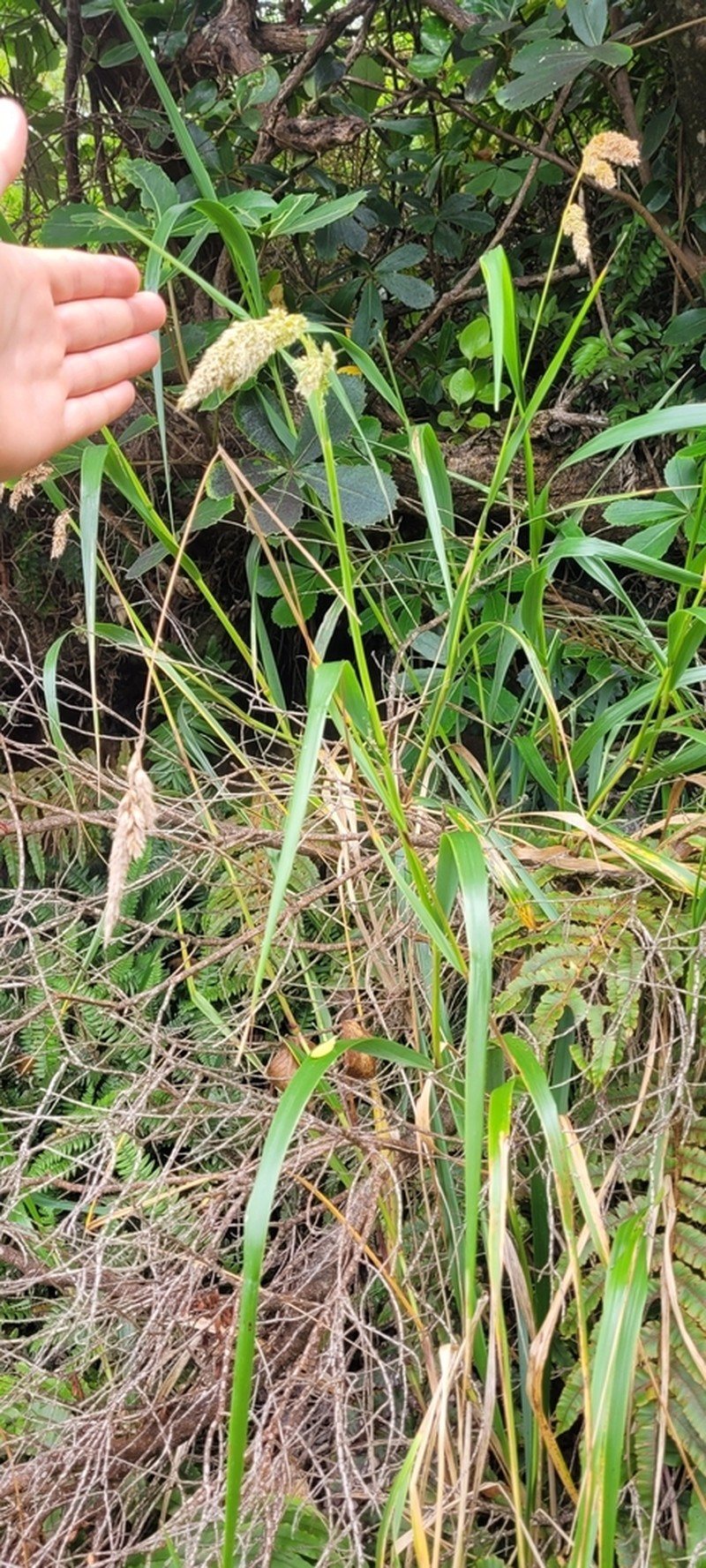 Anthoxanthum fuscum photo 8