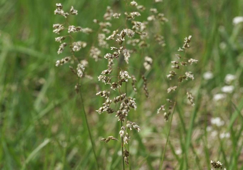 Anthoxanthum glabrum