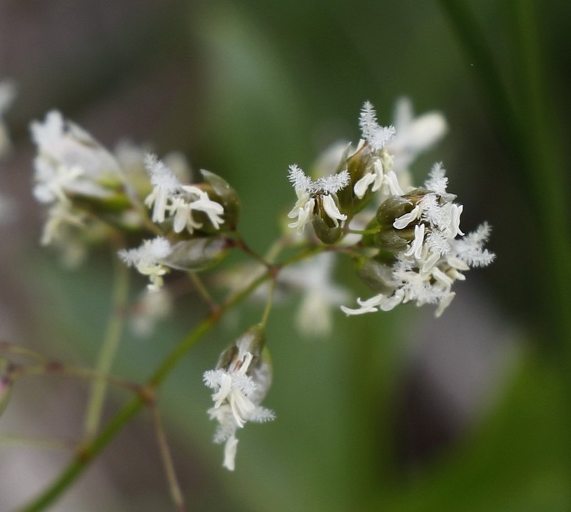 Anthoxanthum glabrum photo 2